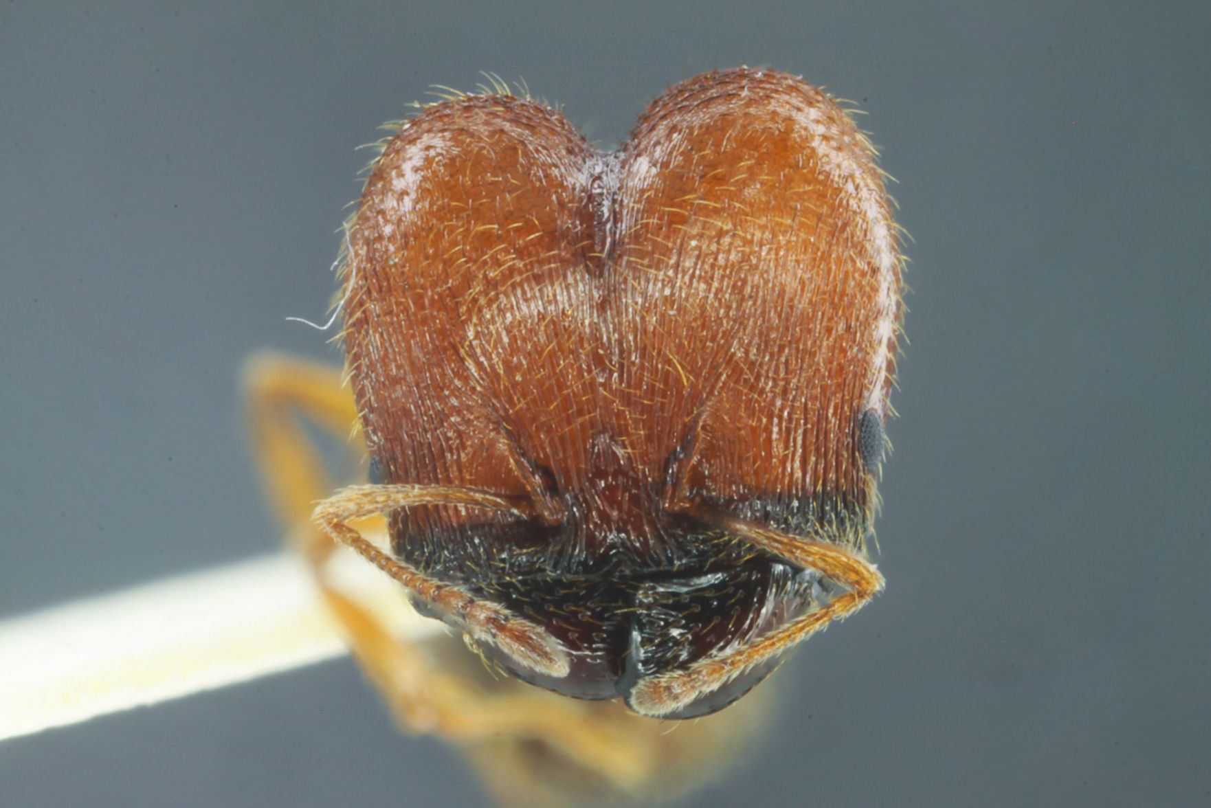210404-lif-ant-head-